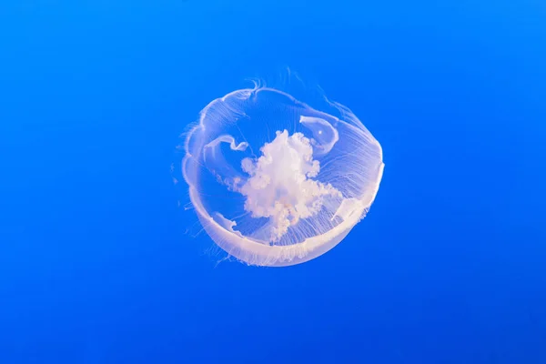 Jelly fish in the blue sea — Stock Photo, Image