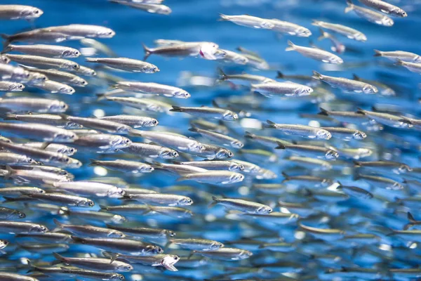 Sciame di pesci d'argento nel mare blu — Foto Stock