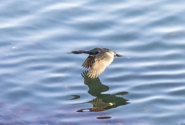 Cormorano che sorvola l'oceano Pacifico — Foto Stock