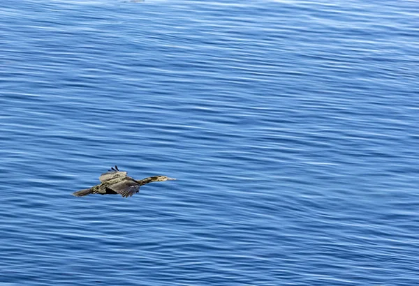 Cormorant flying over the pacific ocean — Stock Photo, Image