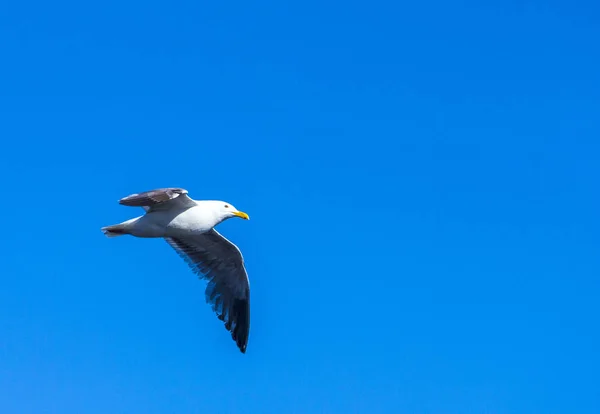 Zeemeeuw vliegen in de blauwe lucht — Stockfoto