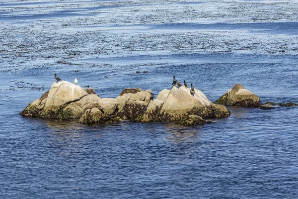 Морские львы, бакланы и другие птицы отдыхают на скале в Осе — стоковое фото