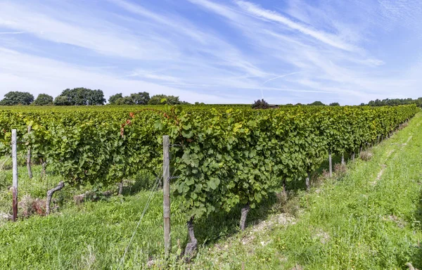 Schöne Trauben im Weinberg — Stockfoto