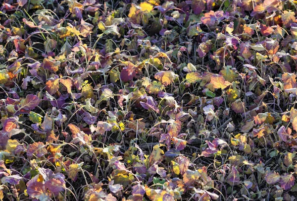 Field after harvest with plants in sunset — Stock Photo, Image