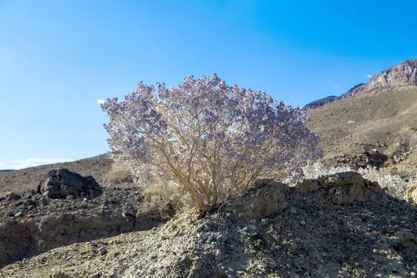 Cespugli nel deserto della valle della morte — Foto Stock