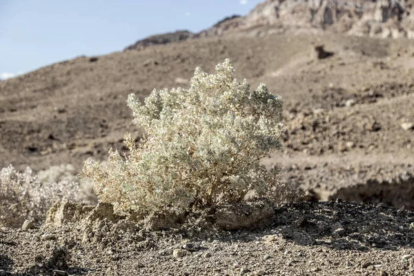 Cespugli nel deserto della valle della morte — Foto Stock