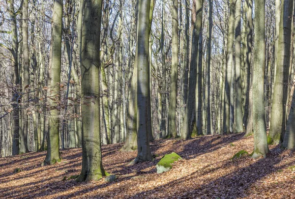 Skogen på vintern med blad i Brittsommar färger — Stockfoto