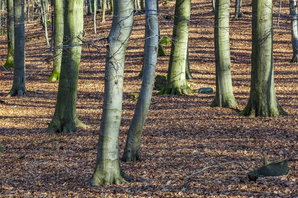 Estructura del bosque en invierno — Foto de Stock