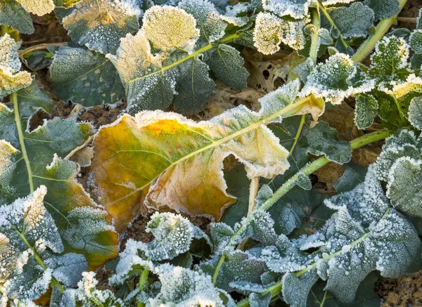 Bitki alanında buzlu yaprak — Stok fotoğraf