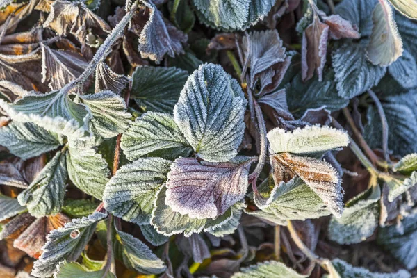 Plantas de morango congeladas no inverno — Fotografia de Stock