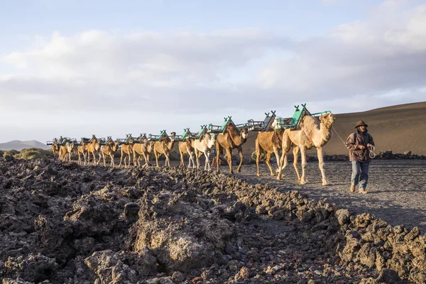 Camel driver guides the camel caravan through the volcanic area — Stock Photo, Image