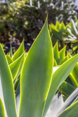 绿色龙舌兰植物