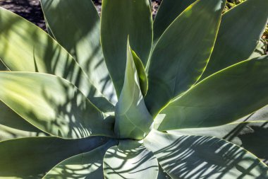 绿色龙舌兰植物