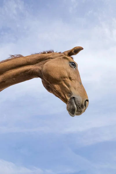 Голова и шея лошади под синим небом — стоковое фото