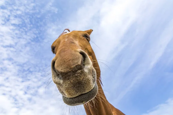 Cabeza y cuello de caballo bajo el cielo azul —  Fotos de Stock