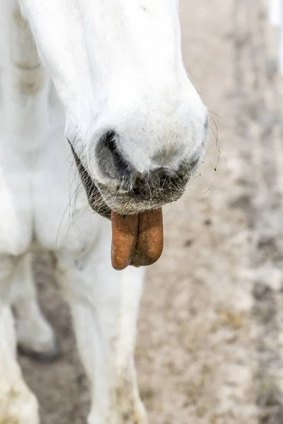 Red tongue of white horse — Stock Photo, Image