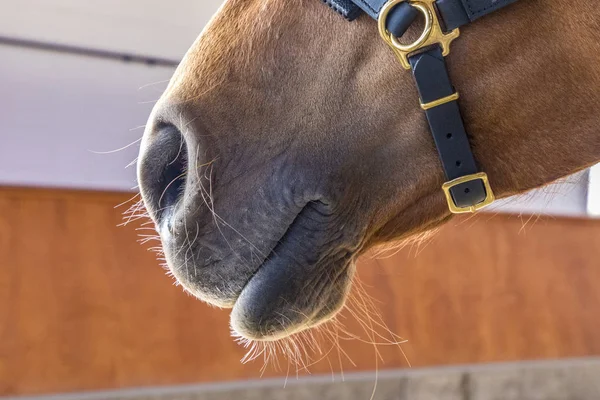 Häst är utbildad i ridhuset — Stockfoto