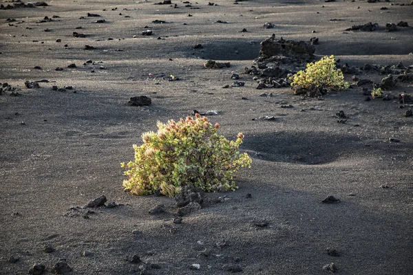 Arbusto cresce na terra lapilli vulcânica no parque nacional de Timanfaya — Fotografia de Stock