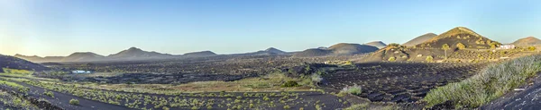 Vulkaniska landskap med vinproducent på La Geria — Stockfoto