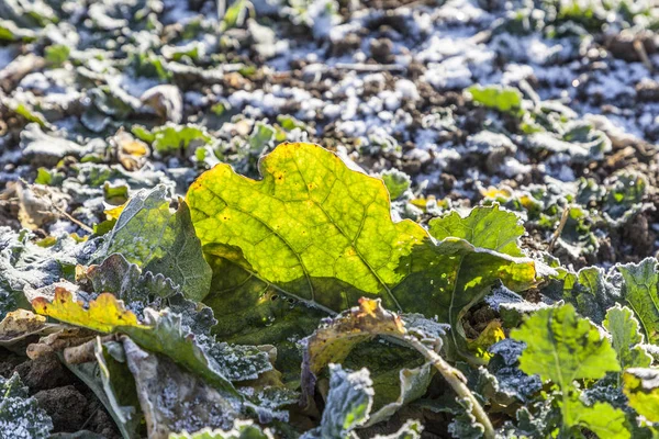 Frusna löv på fältet — Stockfoto