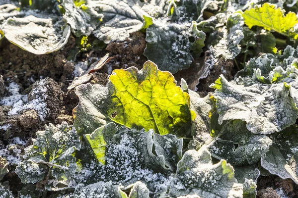 Folhas congeladas no campo — Fotografia de Stock
