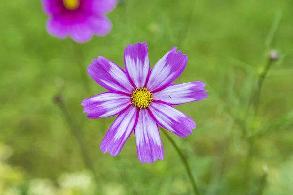 Margherita viola sul prato — Foto Stock