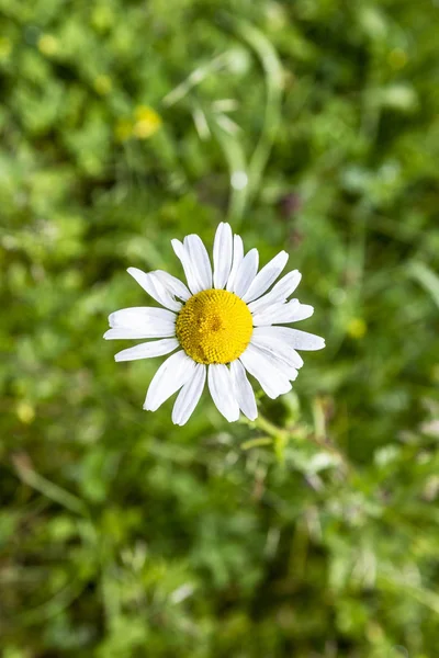 Ενιαία κοινή Daisy - Ξαγκαθιά, κοντινό πλάνο — Φωτογραφία Αρχείου