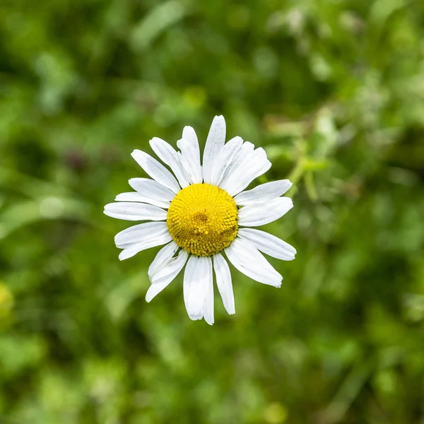 Single Common Daisy - Bellis Perennis de cerca —  Fotos de Stock