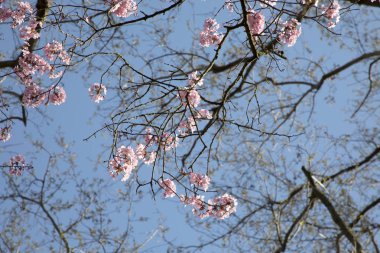 kiraz ağacı tomurcukları, ağaç