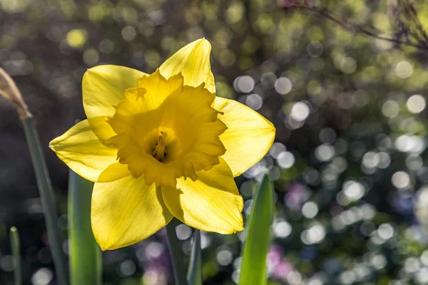 Güzel sarı çiçek açan nergis — Stok fotoğraf