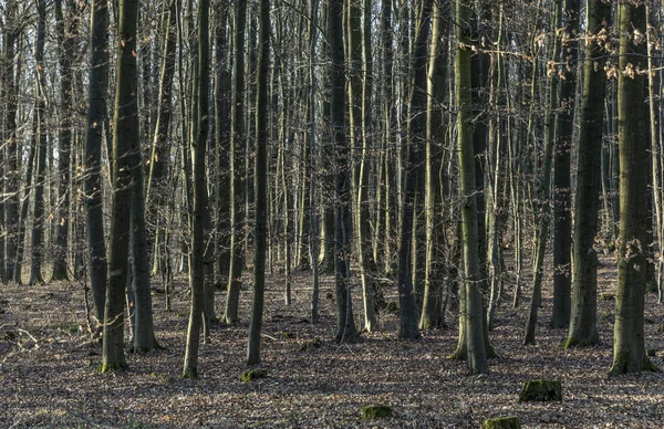 Malebném lese v ranním světle — Stock fotografie