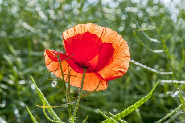 Klaproos bloem met blauwe hemel in veld — Stockfoto