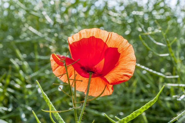 Flor de papoula com céu azul no campo — Fotografia de Stock