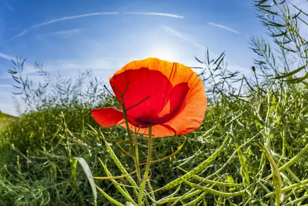 Poppy flower with blue sky in field — Stock Photo, Image