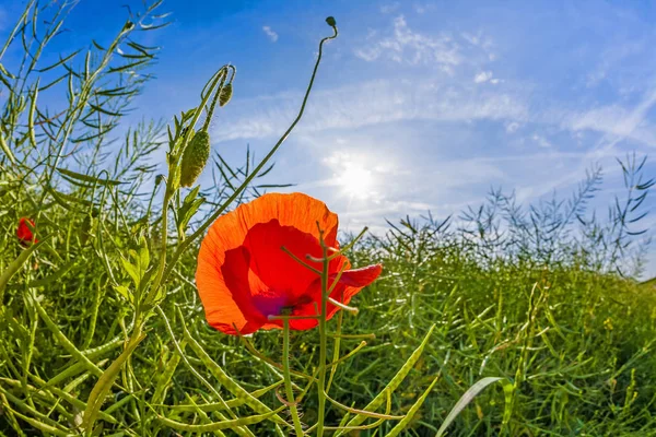Poppy flower with blue sky in field — Stock Photo, Image