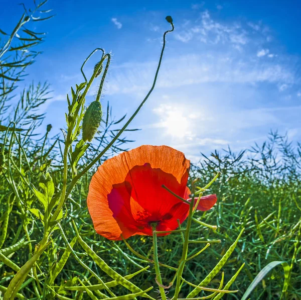 Макова квітка з блакитним небом у полі — стокове фото