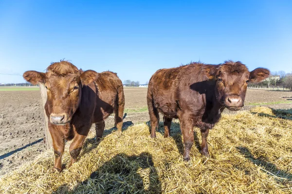 Friendly cattles on straw — Stock Photo, Image
