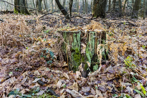 Oaken lämnar i skogen — Stockfoto