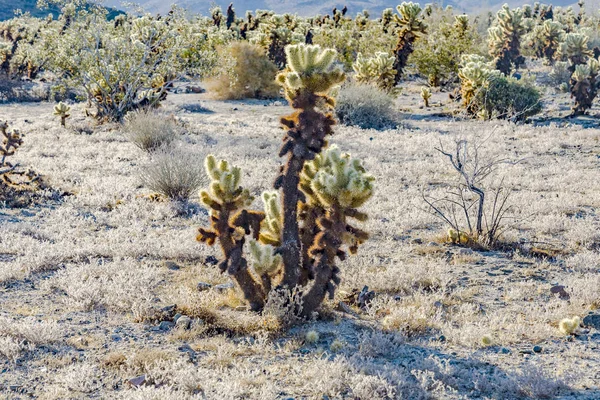 Bellissimo Cholla Cactus Garden nel parco nazionale di Joshua Tree — Foto Stock
