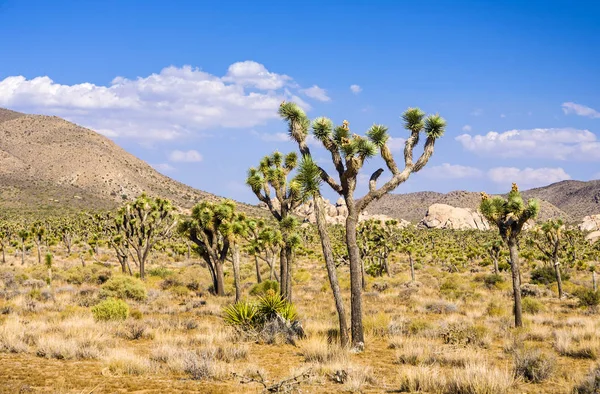 Joshua tree with rocks in Joshua tree national park — Stock Photo, Image