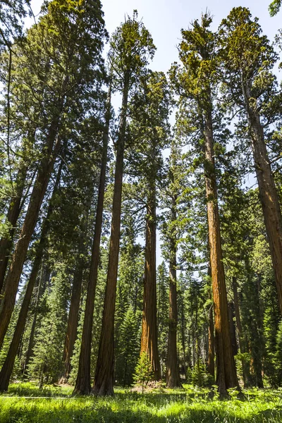 Albero di sequoia nella foresta — Foto Stock