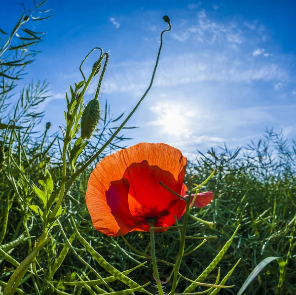 Alanındaki mavi gökyüzü ile haşhaş çiçek — Stok fotoğraf