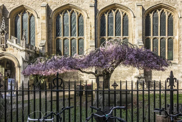 Ανθισμένη αμυγδαλιά μπροστά από το Πανεπιστήμιο του Cambridge — Φωτογραφία Αρχείου