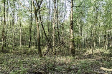  oak forest Panoraması bahar güneşte