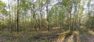  oak forest Panoraması bahar güneşte