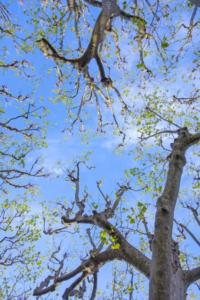 Árvores sob céu azul — Fotografia de Stock