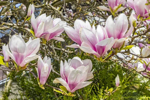 Bloeiende magnoliaboom onder de blauwe hemel — Stockfoto
