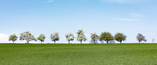 Bloeiende bomen in een rij aan de horizon — Stockfoto