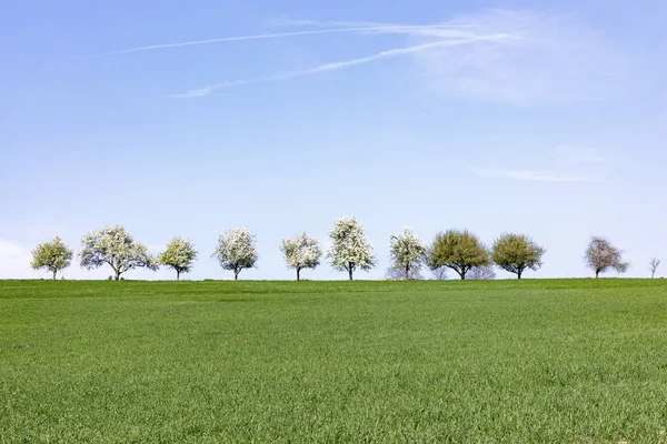 Blühende Bäume in einer Reihe am Horizont — Stockfoto