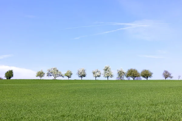 Blooming trees in a row at the horizon — Stock Photo, Image